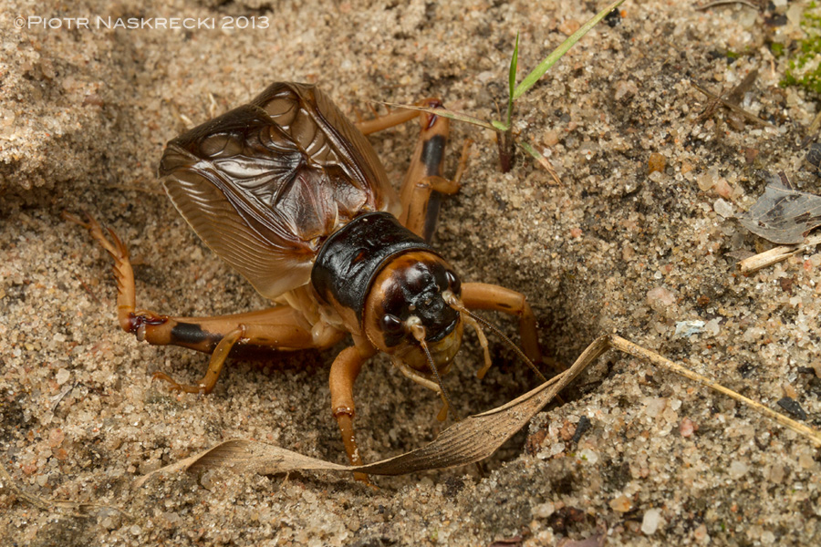 Singing males always face the burrow and dive in at the slightest disturbance. [Canon 7D, Canon 16-35mm, Canon MT 24EX twin light]