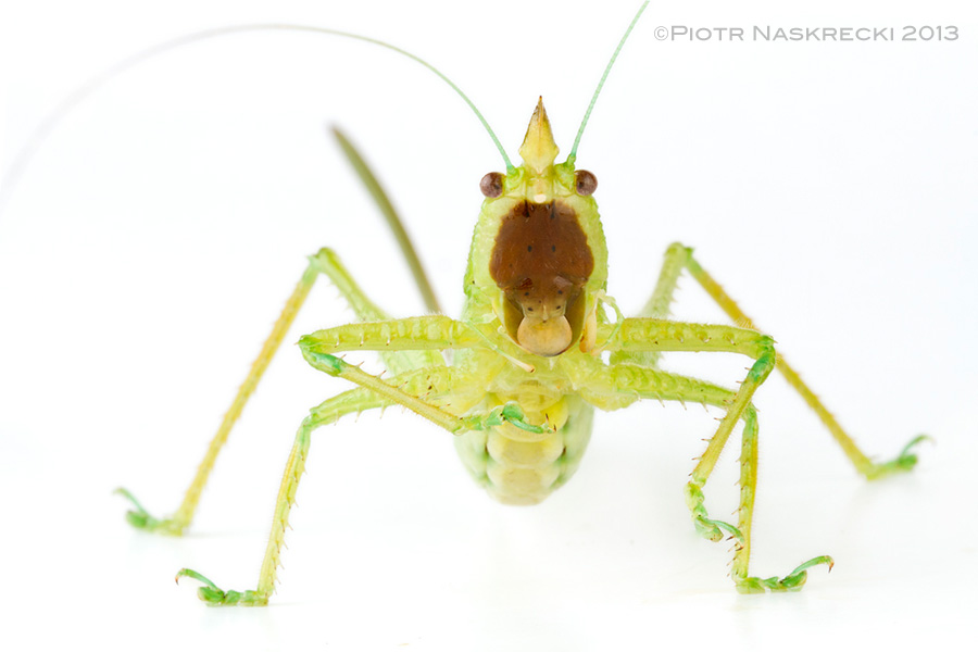 Brown-faced Spearbearer (Copiphora hastata), a large rainforest species that I discovered on my first visit to Costa Rica [Canon 7D, Canon 100mm macro, 3 speedlights Canon 580EXII]