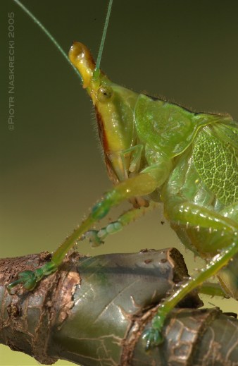 A portrait of Brown-faced Spearbearer (Copiphora hastata) [Nikon D1x, Sigma 180mm]
