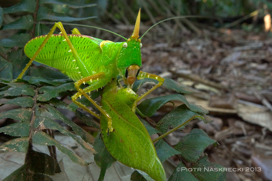 Rhinoceros Spearbearer (Copiphora rhinoceros) is an efficient predator, capable of catching and devouring other katydids and even small lizards [Canon 10D, Nikkor 17-35mm, Canon 580EX]