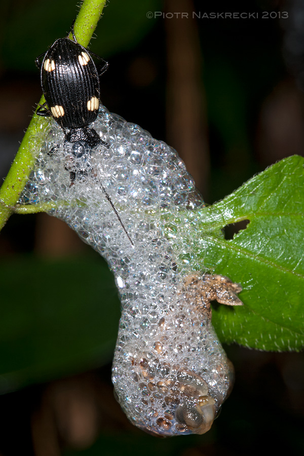 A few minutes later the snail slides away protected with a cocoon of sticky mucus foam