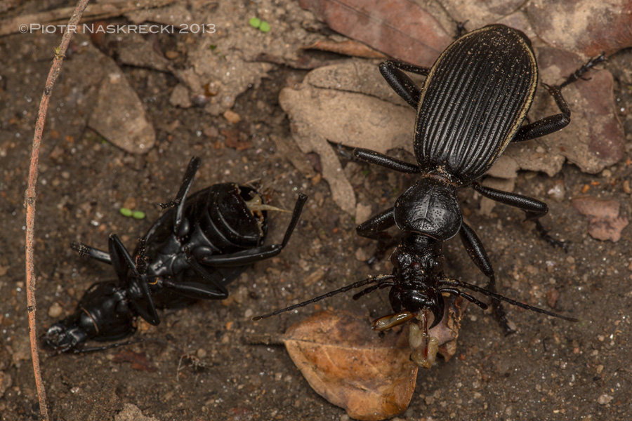 Below my feet, carnage. A big Anthia ground beetle killed another individual and is now gorging on it favorite soft part – the ripped off genitalia. [Canon 180mm, Canon MT 24EX twin light]