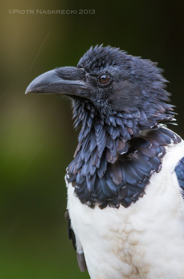 African Pied Crow (Corvus albus) is a handsome, intelligent bird, but for some reason birders tend to ignore this species.