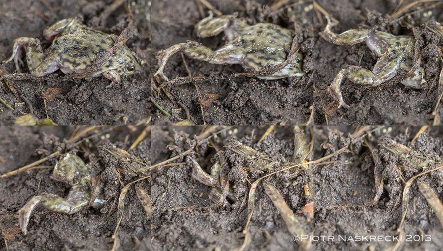 The preferred mode of escape of the Shovel-nosed frog is to disappear underground. Their pointy snout and powerful hind legs allow them to dig in completely in only a few seconds.