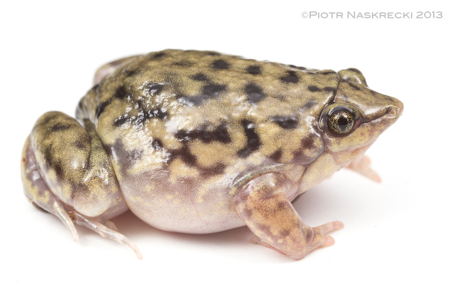 Although officially known as the Shovel-nosed frog (Hemisus marmoratus), I think you will agree that a direct translation of its scientific name, the Marbled half-piglet, is more appropriate.