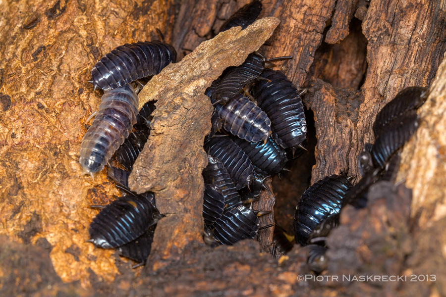 Mysterious beetle larvae in a tree cavity in Gorongosa. [Canon 6D, Canon 100mm macro, Canon MT 24EX twin light]