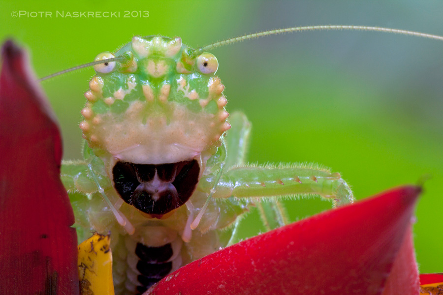 Central American Pit Bull katydid (Liromoetopum coronatum) lacks the large defensive cone on its head, but makes up for it with sharp, powerful jaws. [Canon 1Ds MkII, Canon 180mm macro]