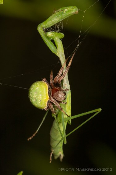 This poor mantis clearly overestimated her hunting abilities – the spider she had caught not only managed to escape her grip, but also killed and eventually ate her.