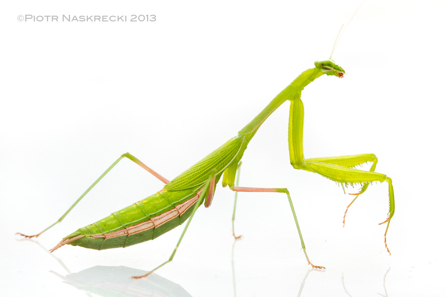 Miomantis is a large genus of small praying mantids, with about 75 species known from across Africa. Females, like this individual, are usually short winged, while males are fully winged and are excellent fliers.