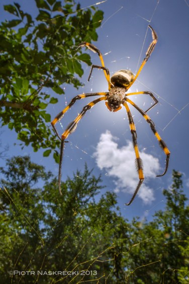 Banded-legged golden orb weaver (Nephila senegalensis) from Gorongosa [Canon 7D, Canon 14mm, Canon MT 24EX twin light]