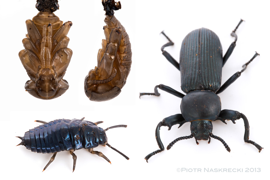 Three developmental stages of a mystery beetle, found together in the same tree "colony", tentatively identified as Strongylium sp. (Tenebrionidae). [Canon 6D, Canon 100mm macro, 3 x Canon 580EXII]