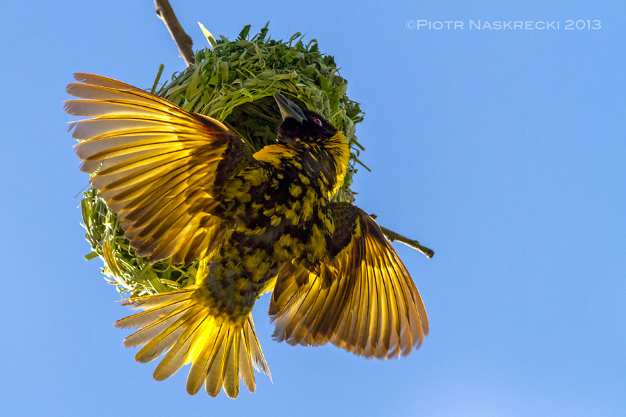 There is a small colony of Village Weavers (Ploceus cucullatus) near my cabin. This male was finishing his nest and frequently displayed if any female was around.