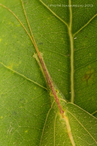 Male Elegant sylvan katydid (Acauloplax exigua) in his typical resting position.