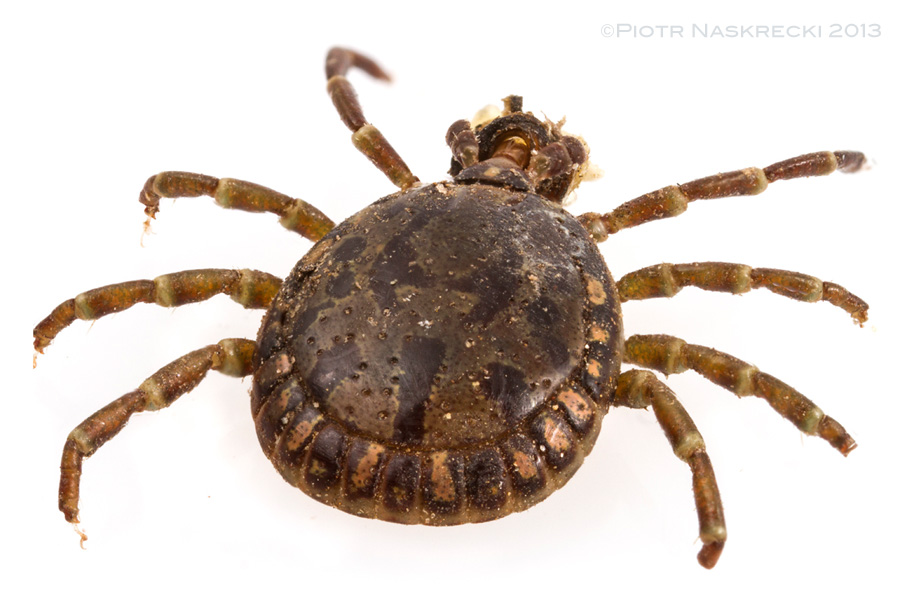 Tortoise tick (Amblyomma sp.) actually looks like a tortoise, and its opisthosma is almost as hard as the reptile's shell.