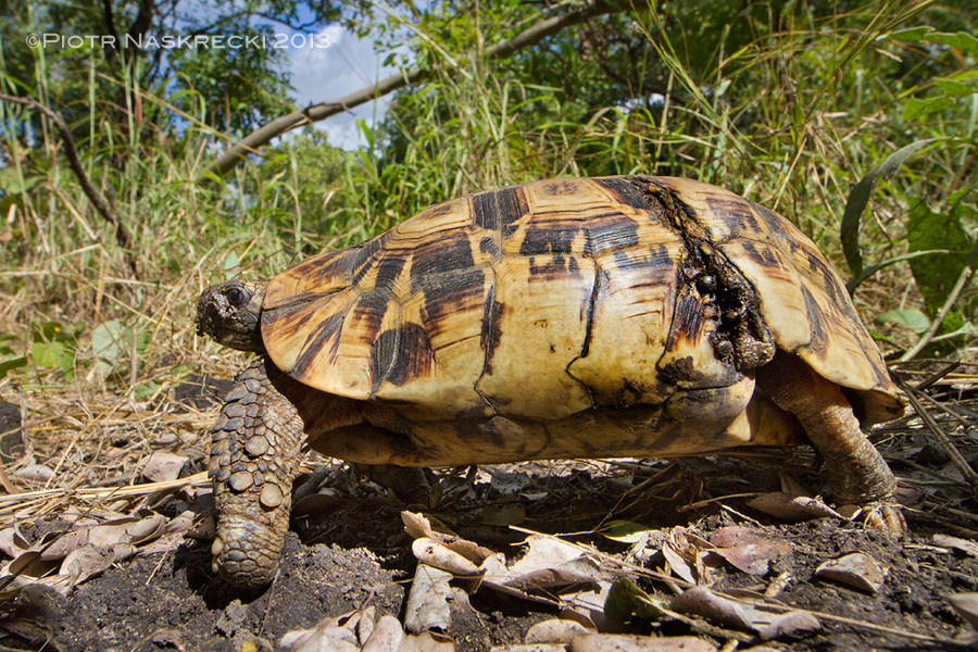 An adult Hingeback tortoise (Kinixys belliana) from Gorongosa. What looks like a wound on its carapace is a flap of skin that allows the shell to close and protect the hind legs and tail.