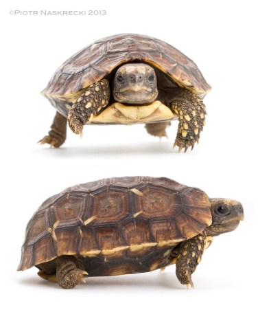 A juvenile Hingeback tortoise; its hinge is not yet developed.