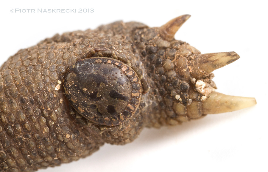 An enormous tick (Amblyomma sp.) on the tortoise's leg.