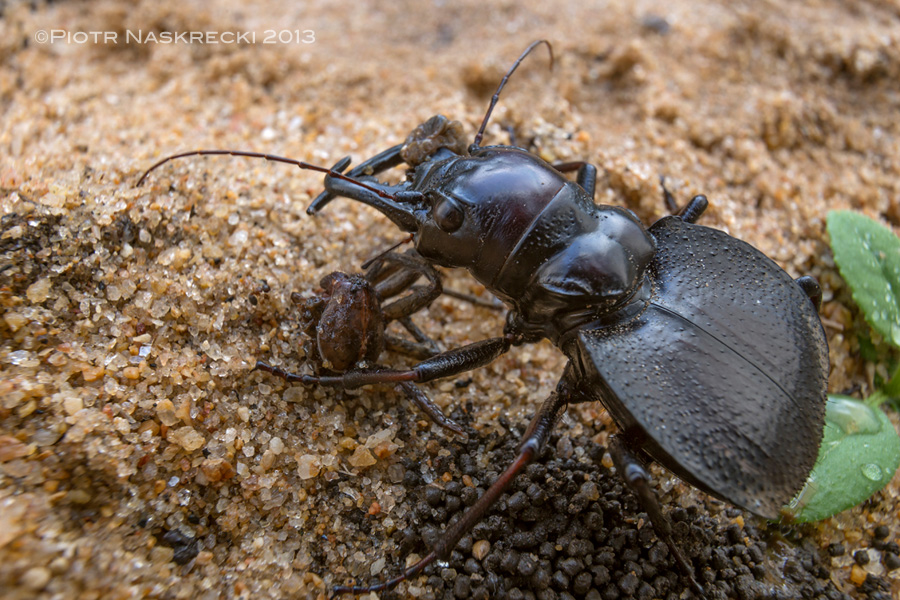 A spider found by Manticora did not stand a chance – in a couple of seconds all that was left of the animal was a pile of body parts. [Canon 6D, Canon 16-35mm + an extender, Canon MT-24EX twin light]