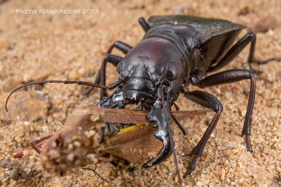 I have read in several places that the male Mantcora's enormous mandibles are not good at catching prey – not true, they are excellent killing devices! [Canon 6D, Canon 16-35mm + an extender, 3 x Canon 580EXII]