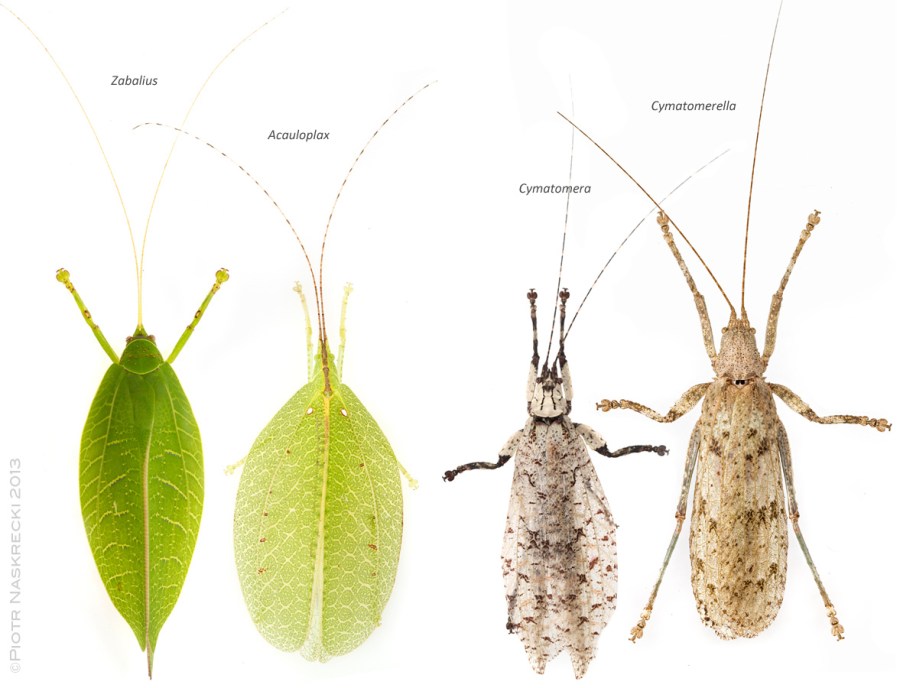 Sylvan katydids of Gorongosa in their typical daily resting poses: Blue-legged sylvan katydid (Zabalius ophthalmicus), Elegant sylvan katydid (Acauloplax exigua), Common bark katydid (Cymatomera denticollis) and Greater bark katydid (Cymatomerella spilophora).