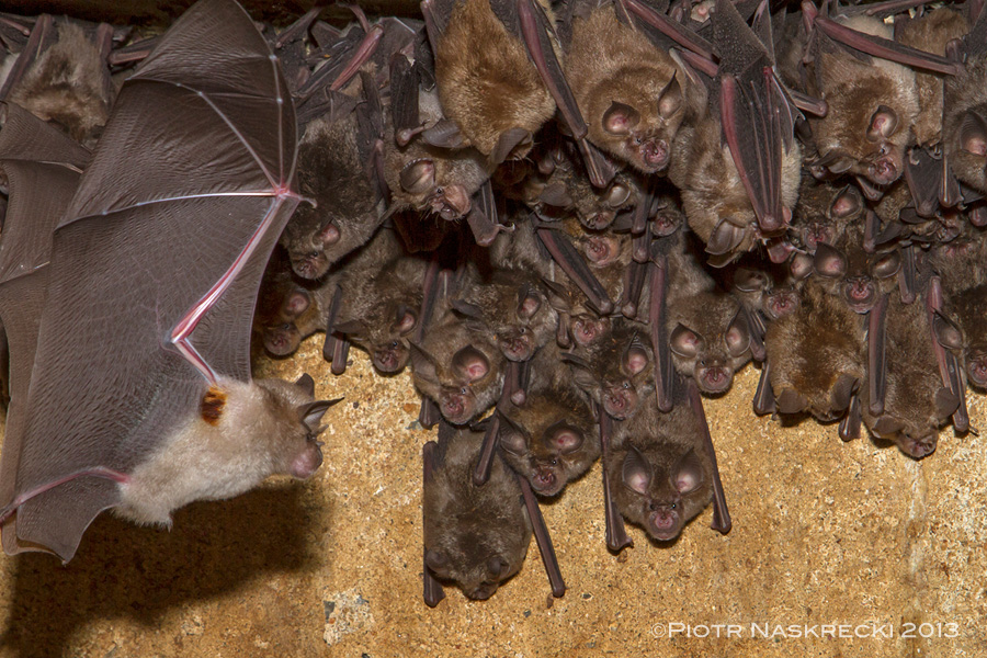 A colony of Lander's horseshoe bats (Rhinolophus landeri) – notice the orange hairs in the armpits of the flying male.