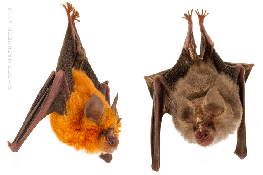 Two color morphs of Lander's horseshoe bats (Rhinolophus landeri) found in Gorongosa.