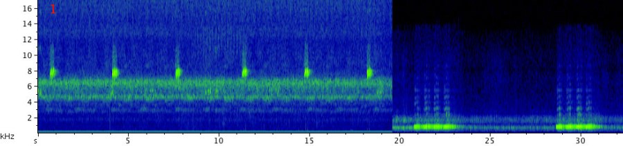 A song of the Blue-legged sylvan katydid (Zabalius ophthalmicus). Click here to listen to the recording: first played at the normal speed, followed by a fragment slowed down by a factor of 10 (for the katydid-challenged listeners, i.e., most males over 35).