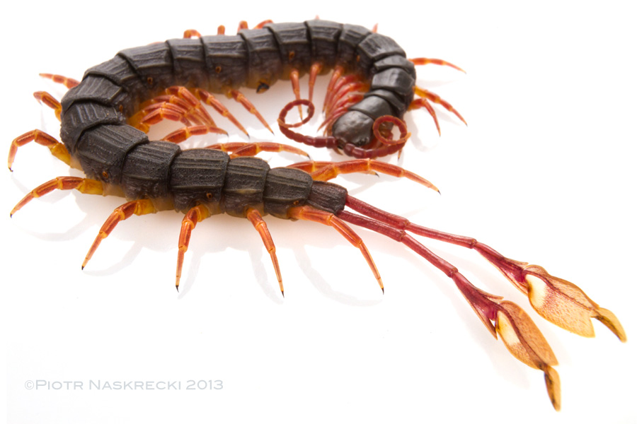 A feather-legged centipede (Alipes sp.)