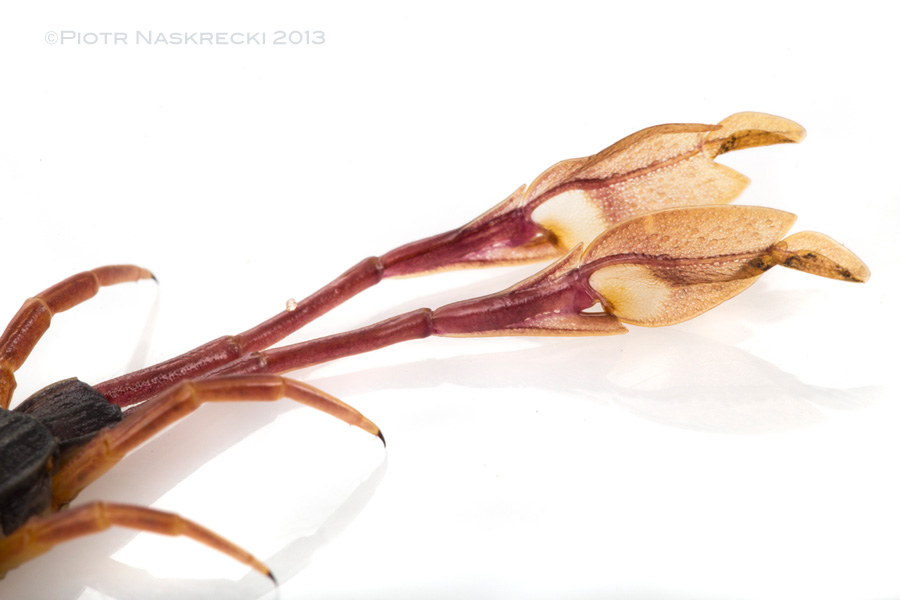 A closeup of the "feathers". Their function in this centipede remains a mystery.