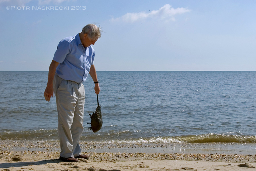 Even Sir David Attenborough, the man who probably witnessed more natural spectacles than any other human being, is fascinated by the spawning of horseshoe crabs. Here he demonstrates the improper way of holding a horseshoe crab (never hold them by their telson) while on the beach in Delaware during the filming of the BBC series "Life in the Undergrowth".