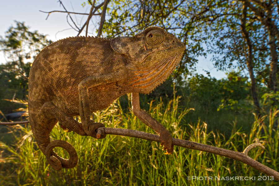 Flap-necked chameleon (Chamaeleo dilepis) is common in the savanna woodlands of the Cheringoma Plateau