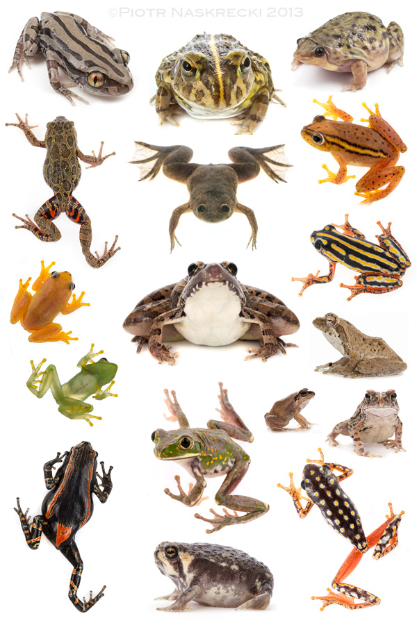 Some of the frog species recorded by MO Roedel during the Cheringoma biodiversity survey.