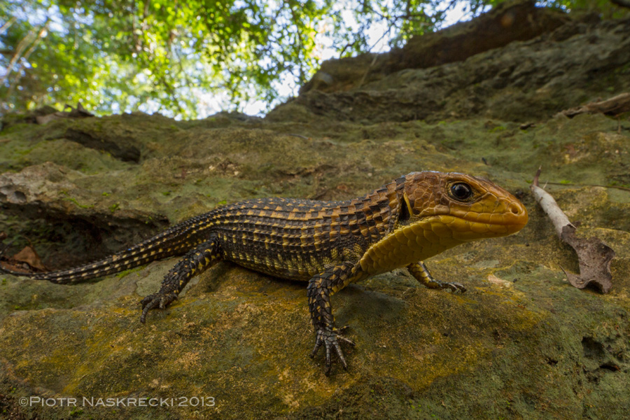 Plated lizard (Gherrosaurus major) was one of the most exciting finds of the survey.
