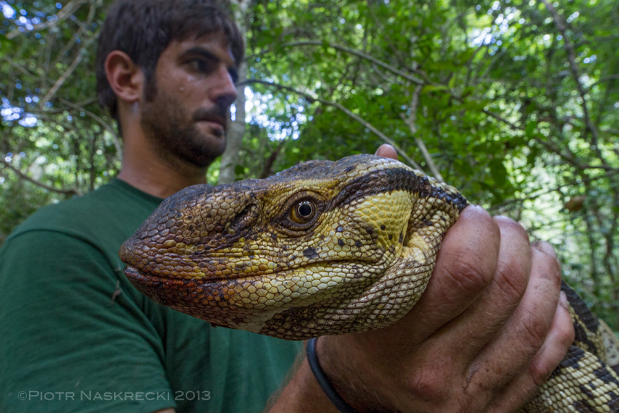 Harith Farooq holding a Rock monitor (Varanus albigularis). These enormous lizards are some of the largest reptilian predators of Gorongosa, surpassed only by fully grown rock pythons and crocodiles.