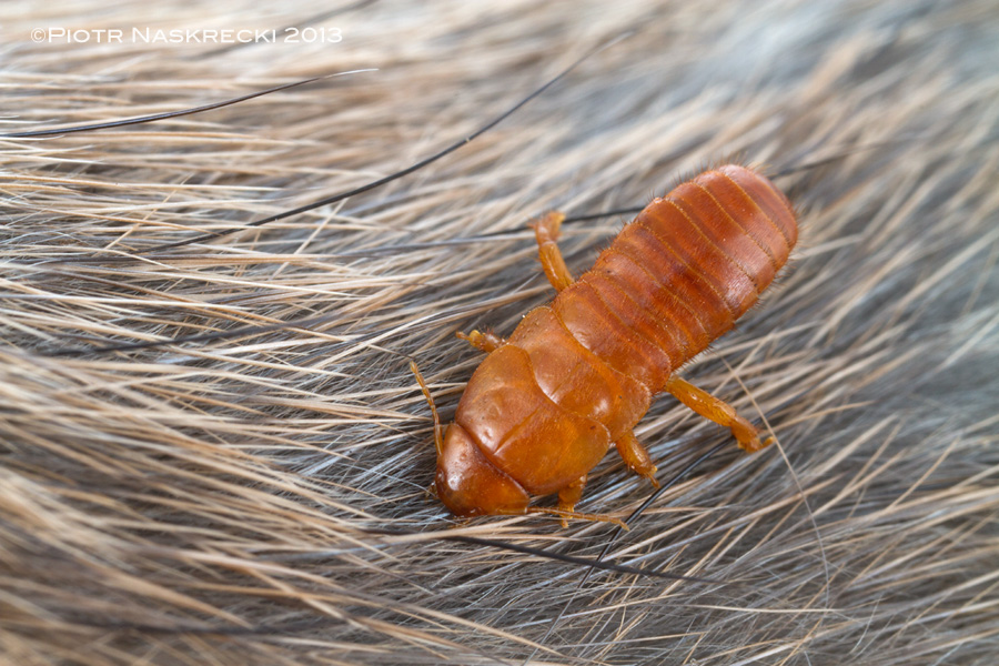 Epizoic earwig (Hemimerus sp.) on the fur of a pouched rat
