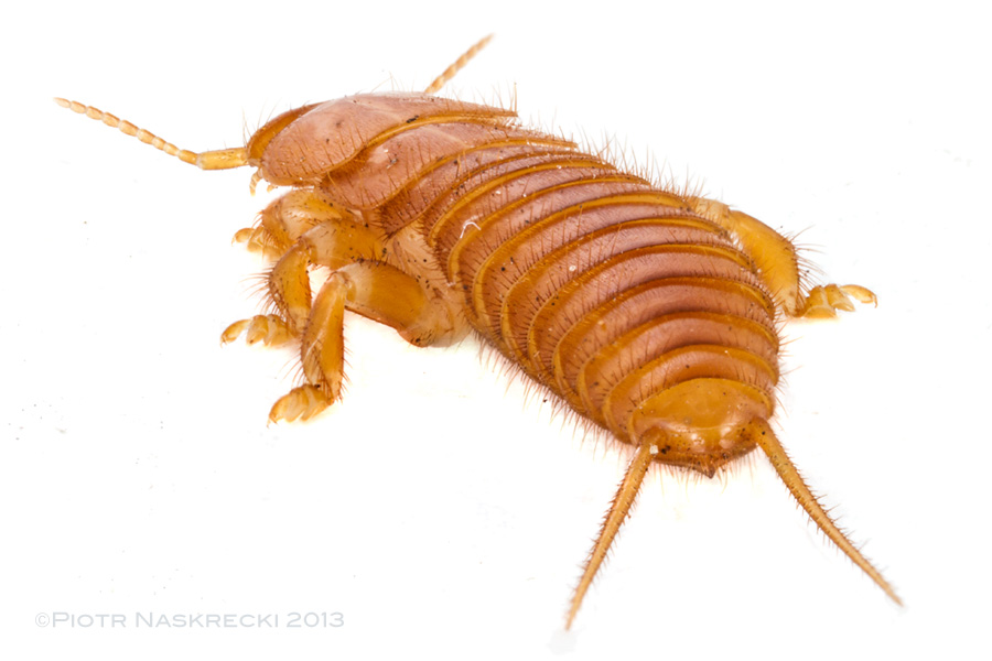Epizoic earwigs (Hemimerus) lack the clasping cerci of their free-living cousins