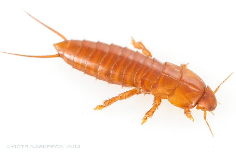 An adult epizoic earwig (Hemimerus sp.)