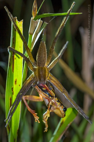 MO was not the only one interested in catching the colorful reed frogs (Hyperolius marmoratus)