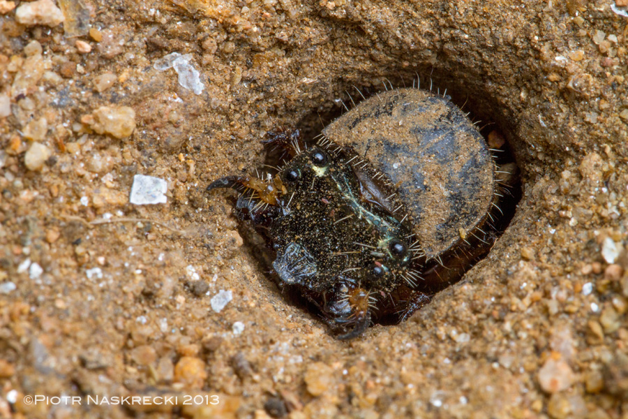 The head of a Manticora larva blocking the entrance to its burrow.