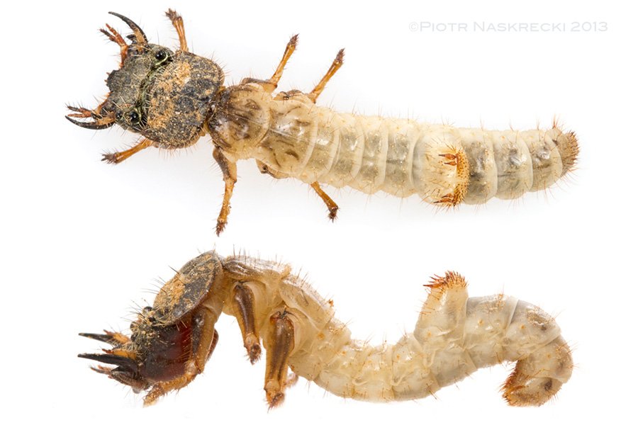 Only the head and pronotum of a larva of Manticora is heavily sclerotized, while the rest of the body is soft and safely tucked inside the burrow. Notice the anchor-like structure on the 5th abdominal segment.