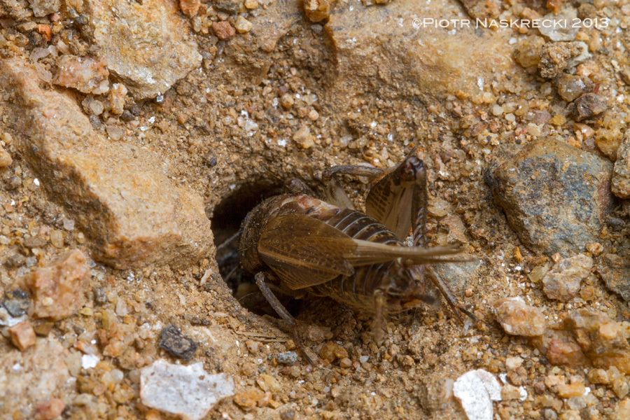 This cricket is done for – a Manticora larva grabbed its front leg and is dragging it down the burrow.
