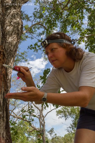 Leeanne Alonso collecting Melissotarsus ants from an acacia tree