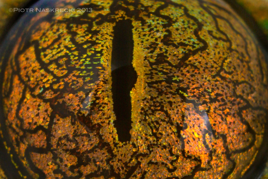 The Eye of Sauron from the Lord of the Rings movies seems to have been inspired by that of the Yellow-spotted tree frog (Leptopelis flavomaculatus).