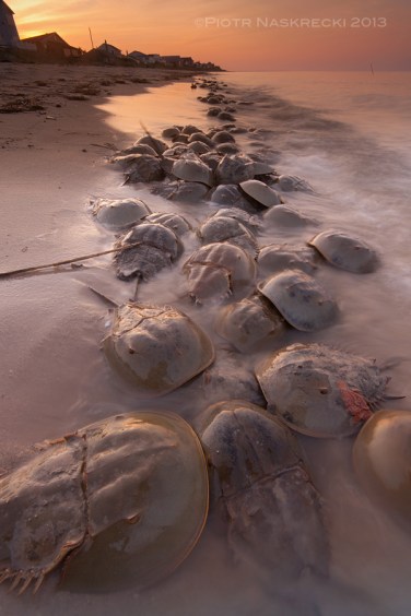The best time to see Atlantic horseshoe crabs (Limulus polyphemus) is on the nights of the full and new moon in May and June.