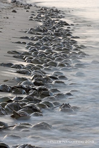 Delaware Bay is the best place in the world to see these magnificent animals. On a good night one could easily see 100,000 horseshoe crabs.