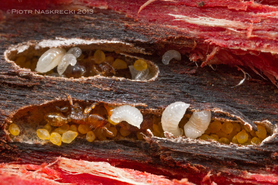 Opened corridors of the Melissotarsus (probably M. emeryi) colony within the wood of Knobthorn (Acacia nigrescens). The yellow objects are diaspidid scale insects, which the ants raise for their meat.