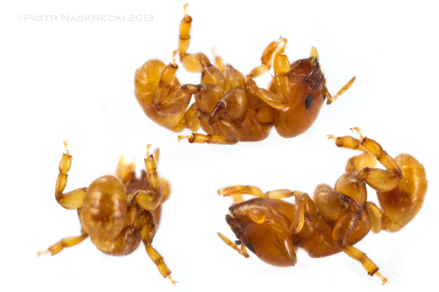 Melissotarsus ants are incapable of walking or even standing on flat, smooth surfaces, and immediately fall on their back, unable to right themselves up.
