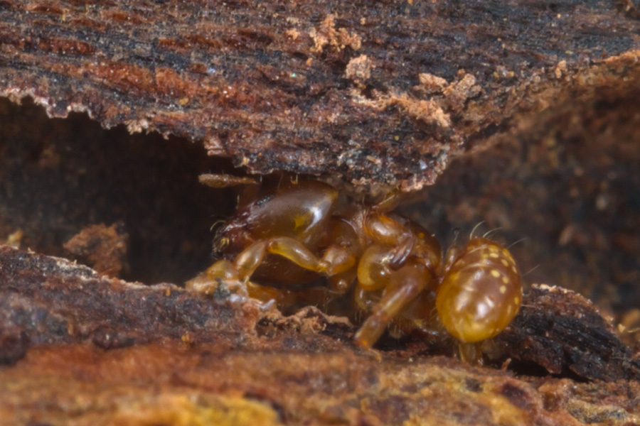 A Melissotarsus worker walking through a narrow passages of her nest; notice the second pair of legs, which is pressed against the ceiling of the corridor.