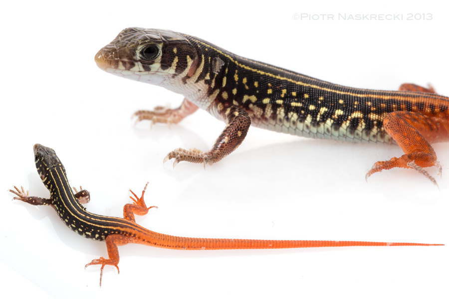 Thunderbolt lizard (Nucras sp.), one of the fastest animals found in Gorongosa.