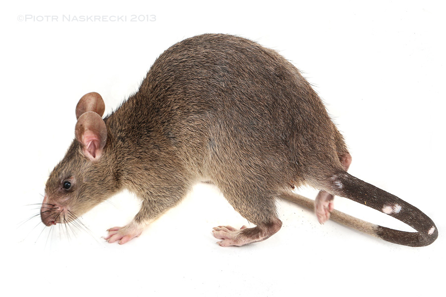 Pouched rat (Cricetomys gambianus)